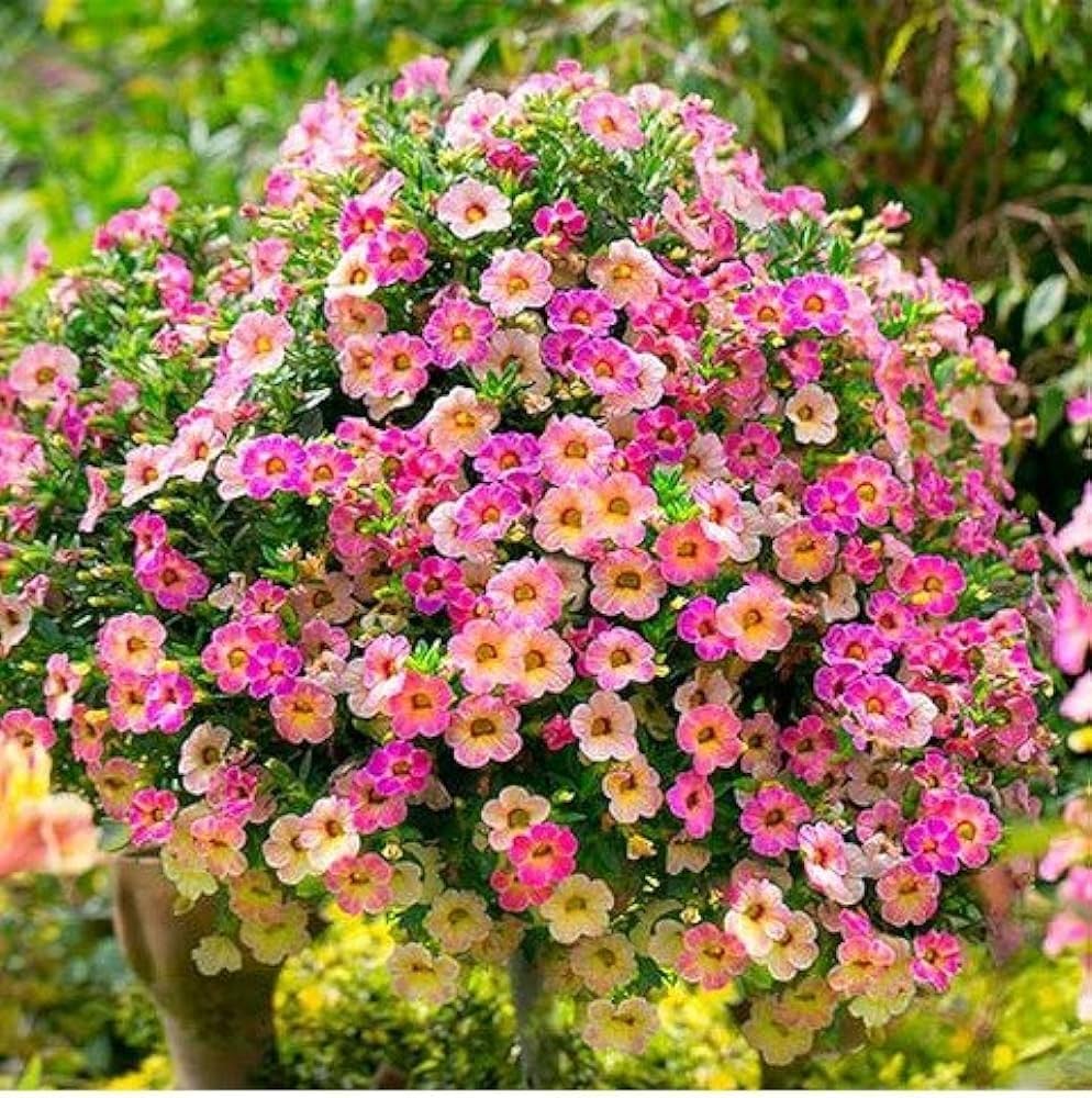 Petunia (flower Petunia hybrida Ramblin Red trailing) for planting in garden